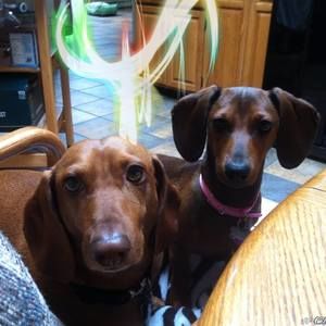 Meet your Posher, Sam